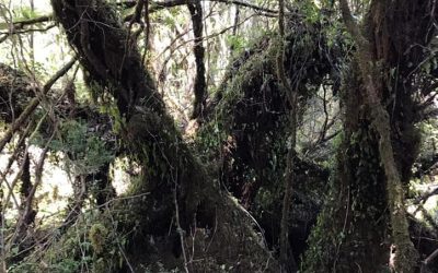 Árbol mágico en el bosque de Quemchi