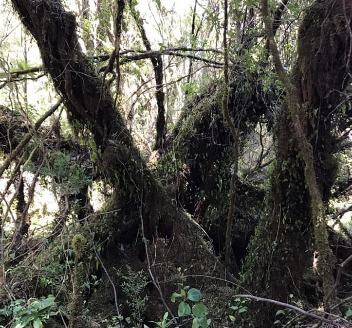 Árbol mágico en el bosque de Quemchi