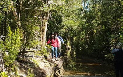 Caminando en el bosque de Quemchi disfrutando la naturaleza