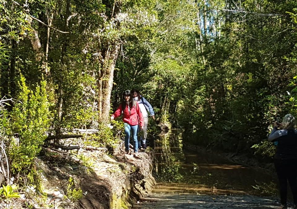 Caminando en el bosque de Quemchi disfrutando la naturaleza